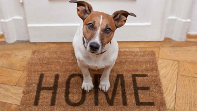 No dejes bajo ningún concepto a tu mascota así en la calle: la multa que te puede caer