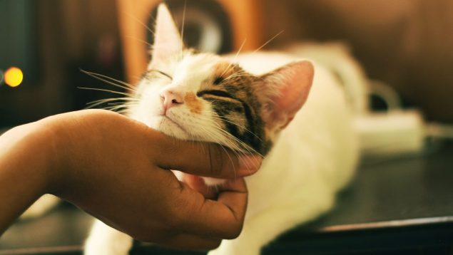 ¿Cómo saber si el gato tiene hiperapego? Señales de alerta