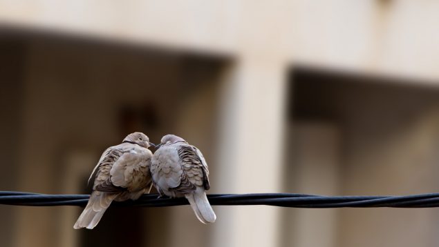 Palomas