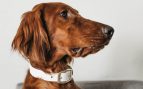 ¿El aire acondicionado es malo para los perros?