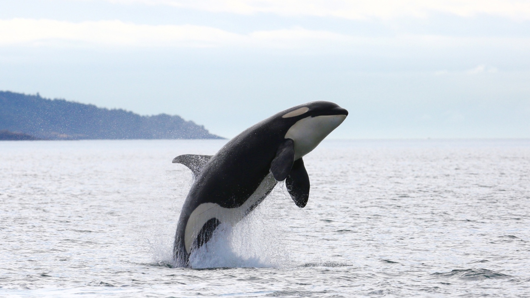Imagen de una orca (Foto: EP)