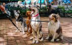 Un estudio averigua cuál es el perro más agresivo del mundo