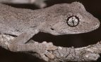 Nueva especie de lagarto
