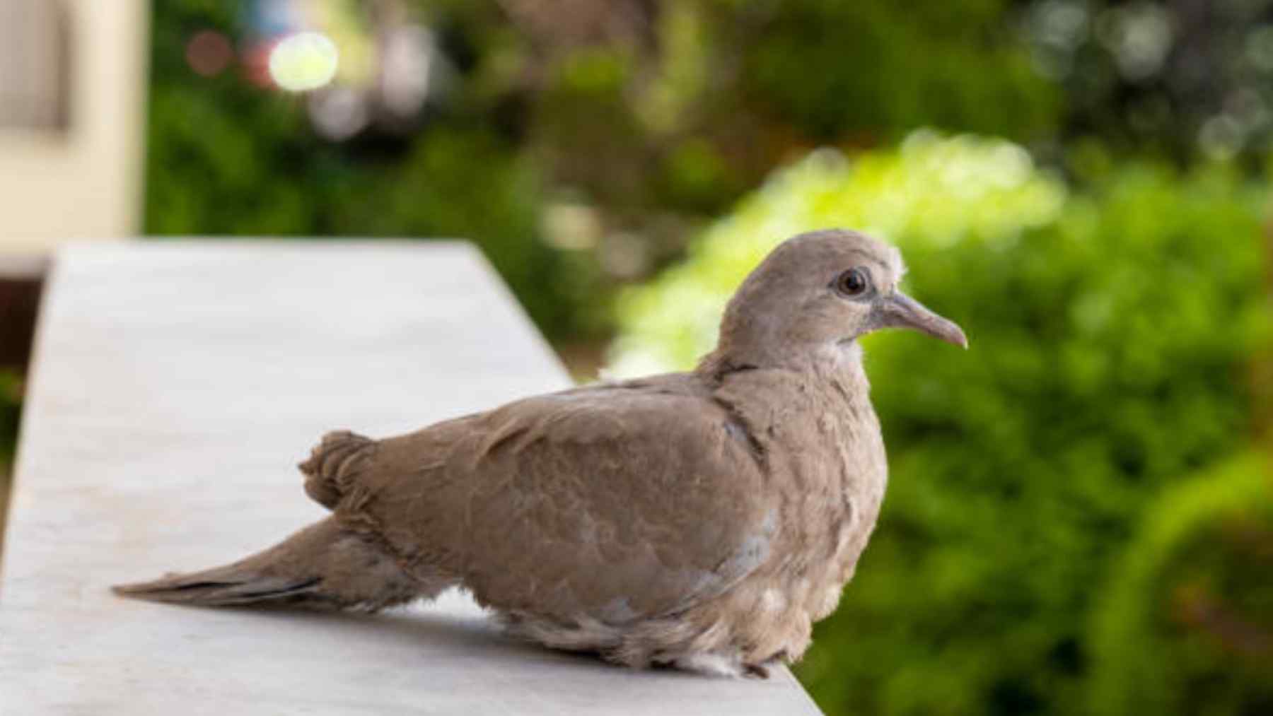 Colas kilométricas para comprar esta planta que ahuyenta para siempre a las palomas