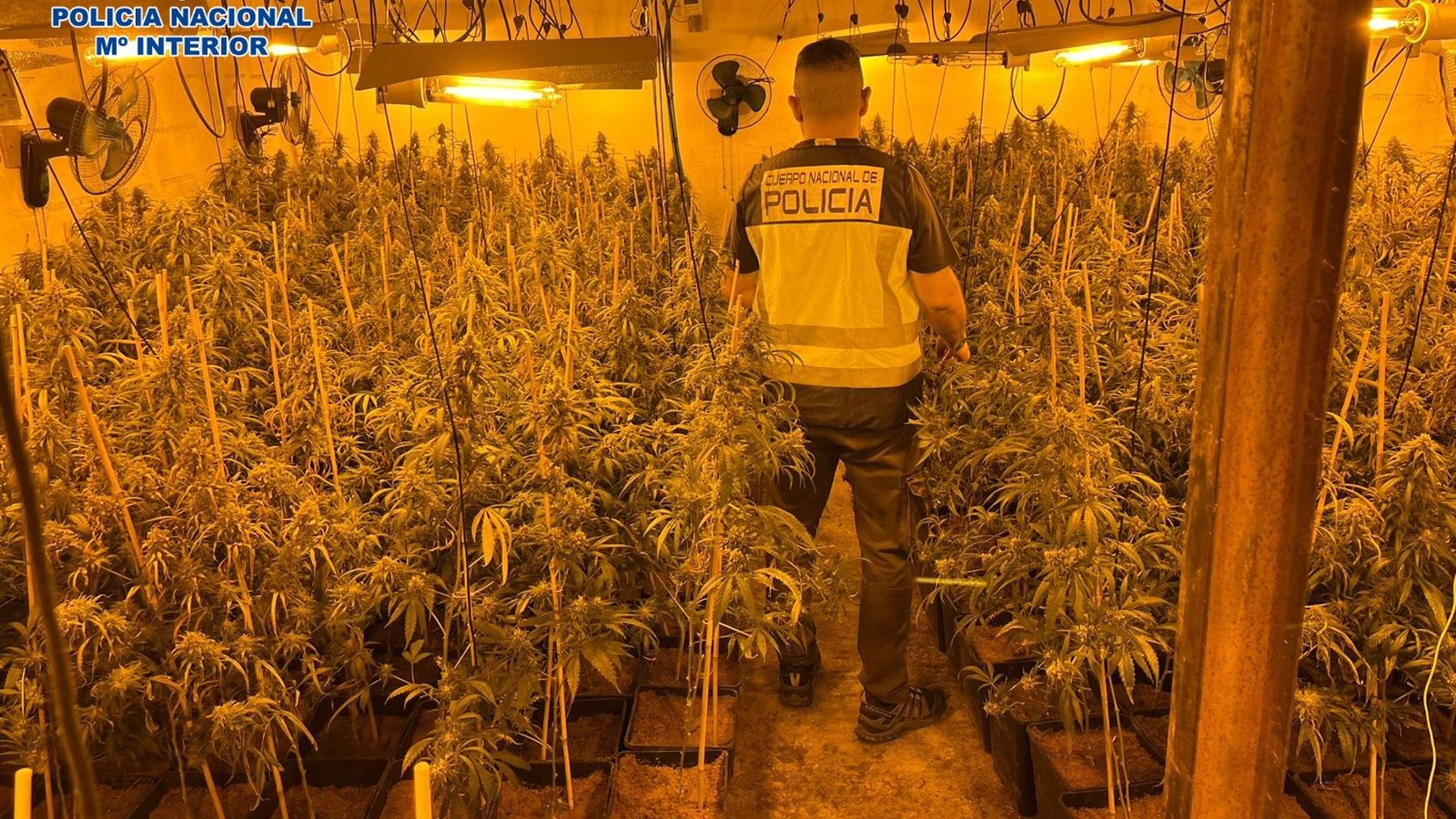 Plantación interior de marihuana (POLICÍA NACIONAL).