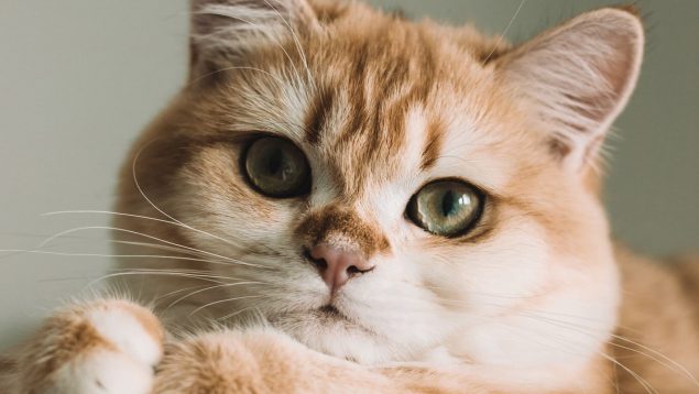 Los 5 mejores trucos para que los gatos no pasen calor en verano