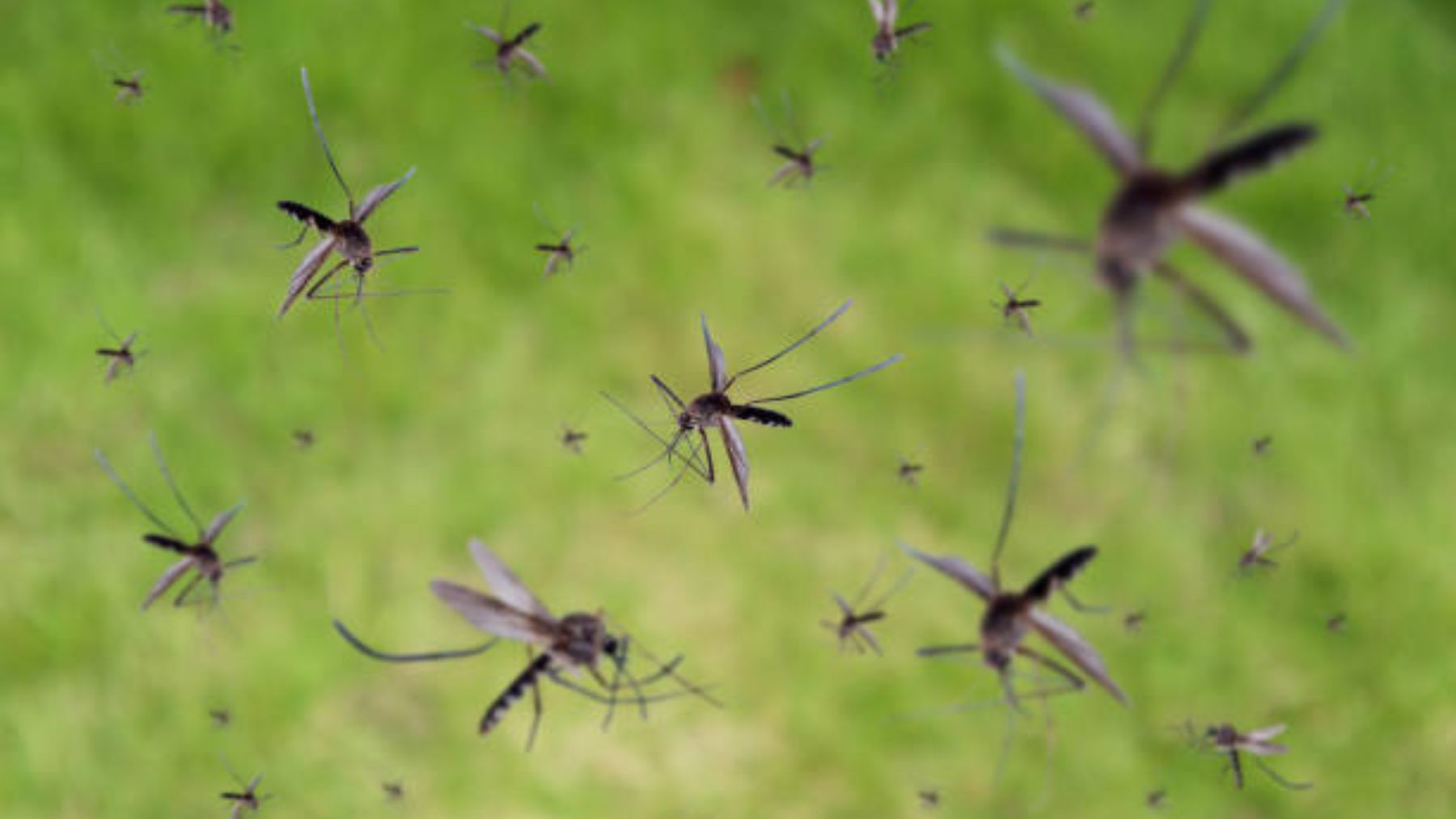 La trampa casera para acabar con moscas y mosquitos