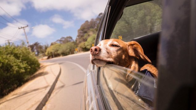 ¿Qué pasa si tienes un accidente de coche con tu mascota? Deberías saber esto
