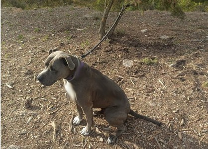 La Policía salva la vida de un perro que estaba atado en un árbol en una zona boscosa de Ibiza. POLICÍA NACIONAL