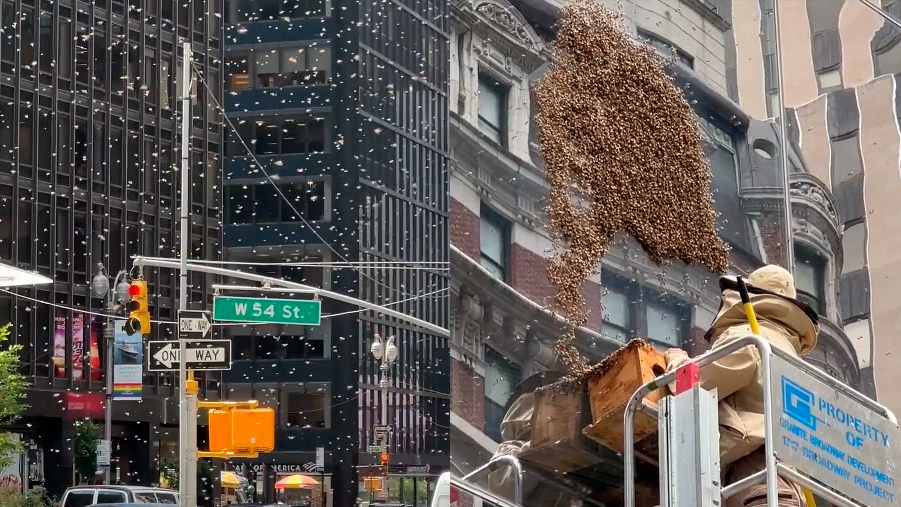 Enjambre de abejas en Nueva York