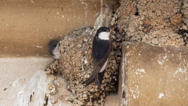 Multas de hasta 200.000 euros por derribar nidos de golondrina