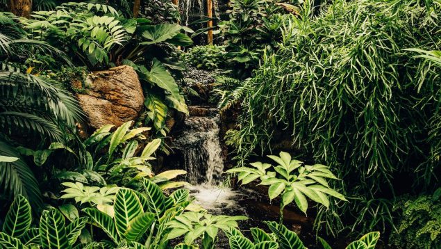 Planta