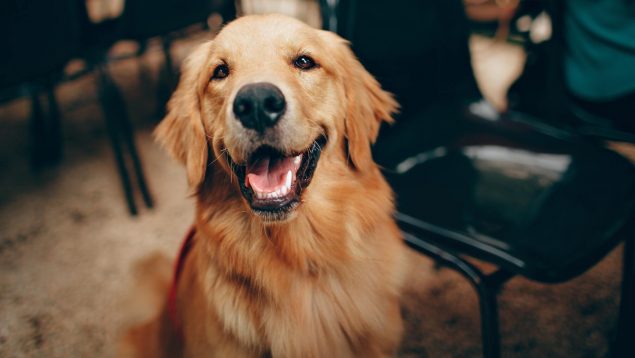 Las enfermedades más peligrosas que pueden transmitir los perros a través de la saliva