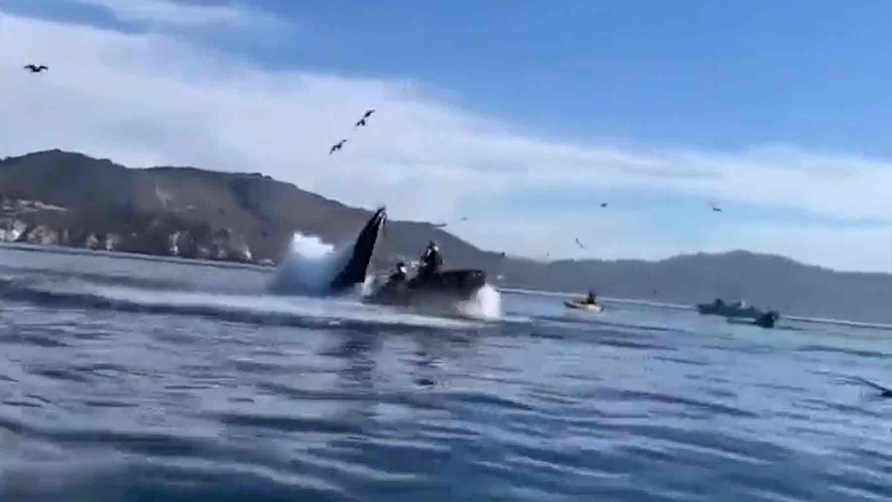 Una ballena se traga a dos turistas