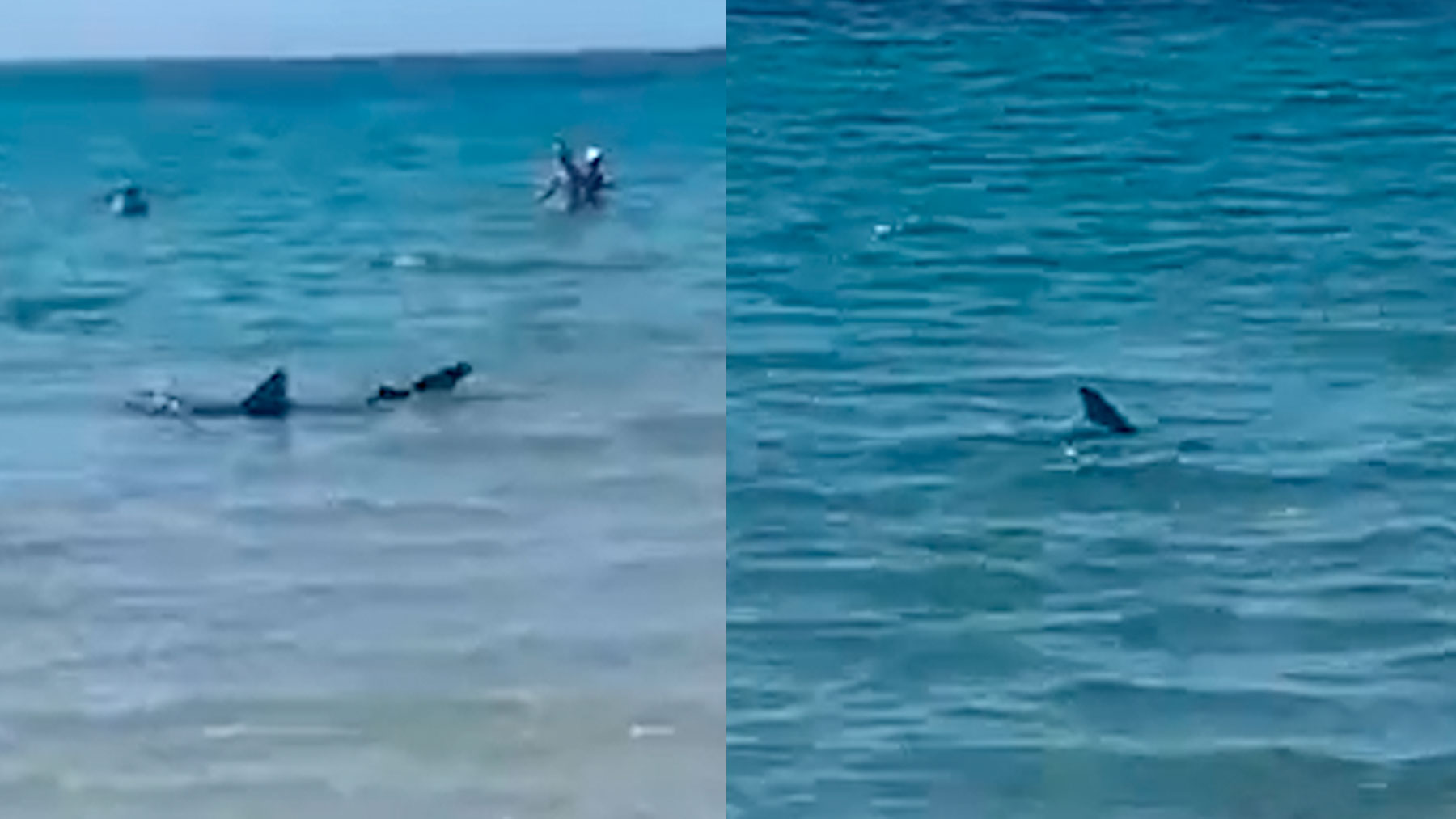 Un tiburón siembra el pánico en una playa de Orihuela (Alicante)