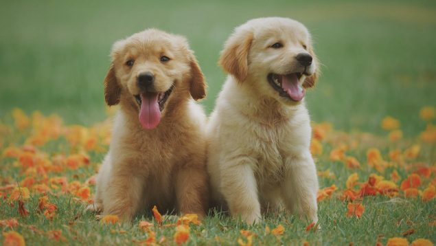 Un estudio revela qué es lo que más felices hace a los perros