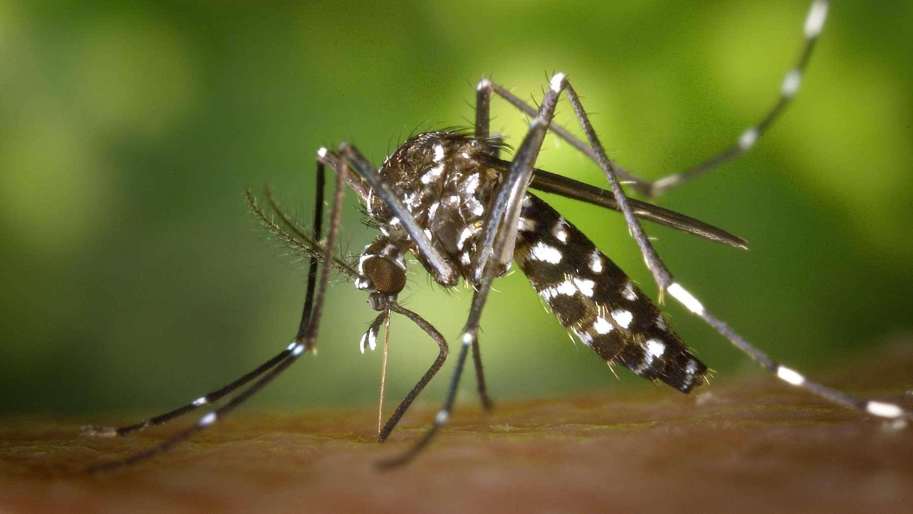 Una imagen del mosquito tigre.