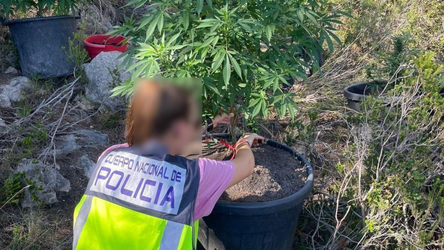 Una agente de la Policía junto a la plantación de marihuana en el cementerio de Ibiza.