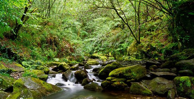 Te sorprenderán las historias: los 6 bosques encantados de España que más mitos ocultan