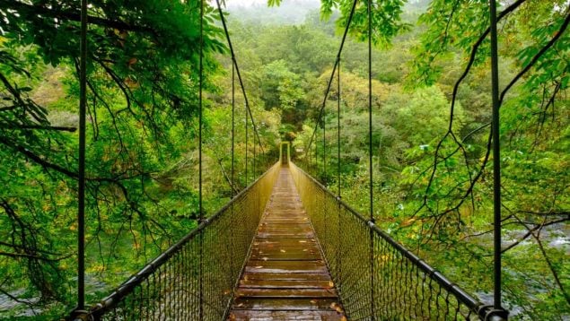 Te sorprenderán las historias: los 6 bosques encantados de España que más mitos ocultan