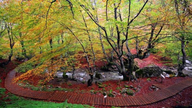 Te sorprenderán las historias: los 6 bosques encantados de España que más mitos ocultan