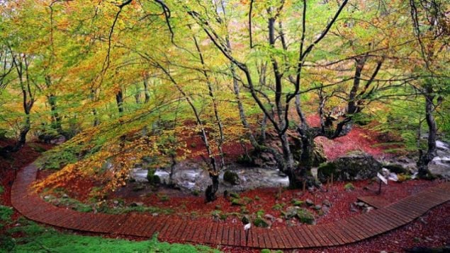 Faedo de Ciñera, bosque, parque