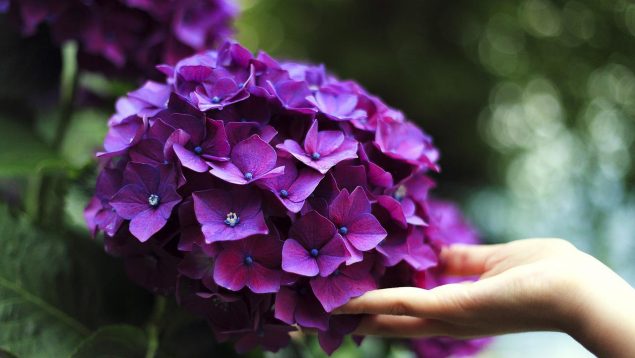 Así debes potenciar el color de las hortensias si quieres que estén relucientes