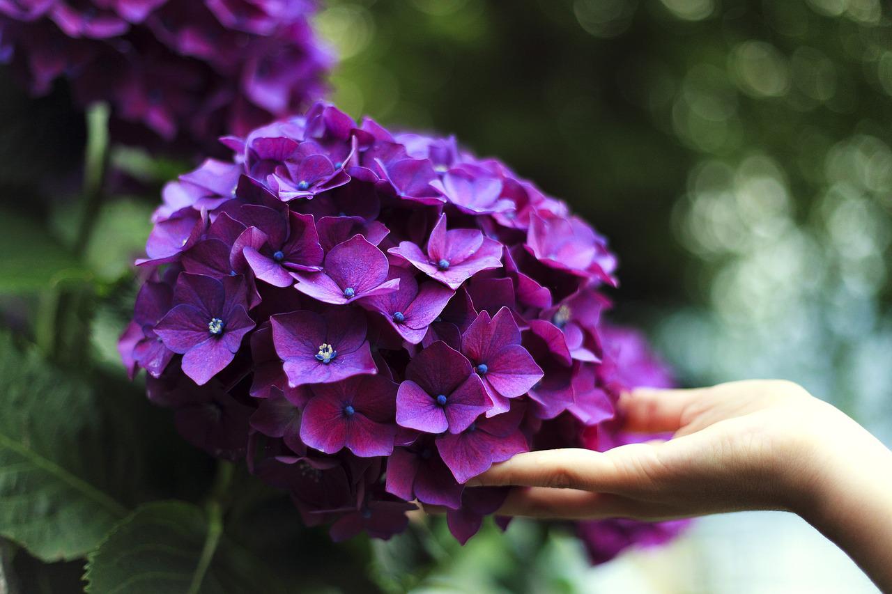 Así debes potenciar el color de las hortensias si quieres que estén relucientes