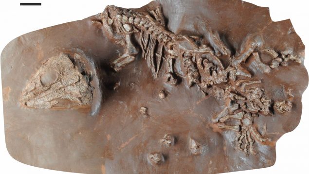Descubrimiento científico en Mallorca: el esqueleto fósil de una especie de reptil de hace 270 millones de años