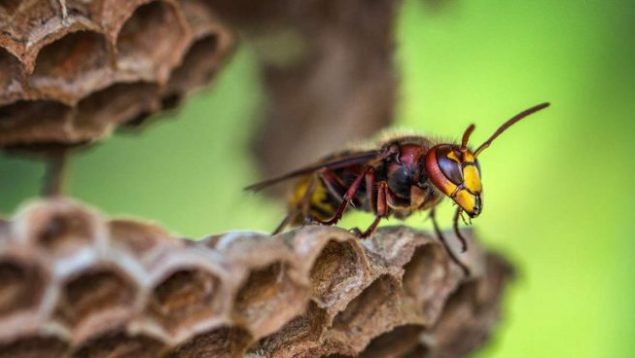 Muy importante que lo sepas: así debes actuar si te pica una avispa asiática