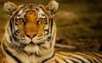 Tigre.