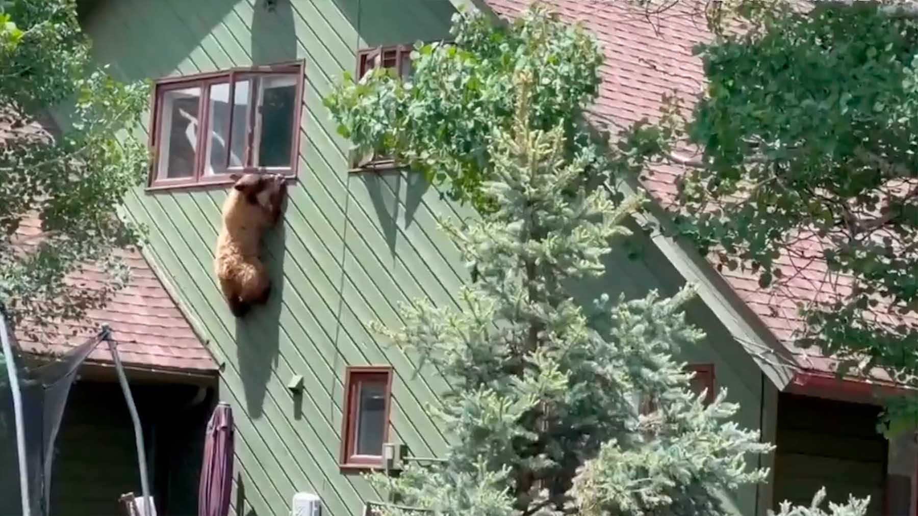 Oso entrando en una casa en Colorado, Estados Unidos