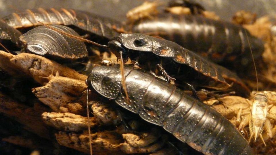 Gig Insect Insectos gigantes prehistóricos