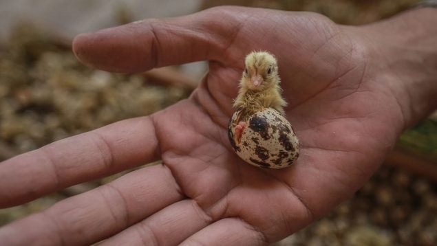 Un pollo saliendo de un huevo (EP)