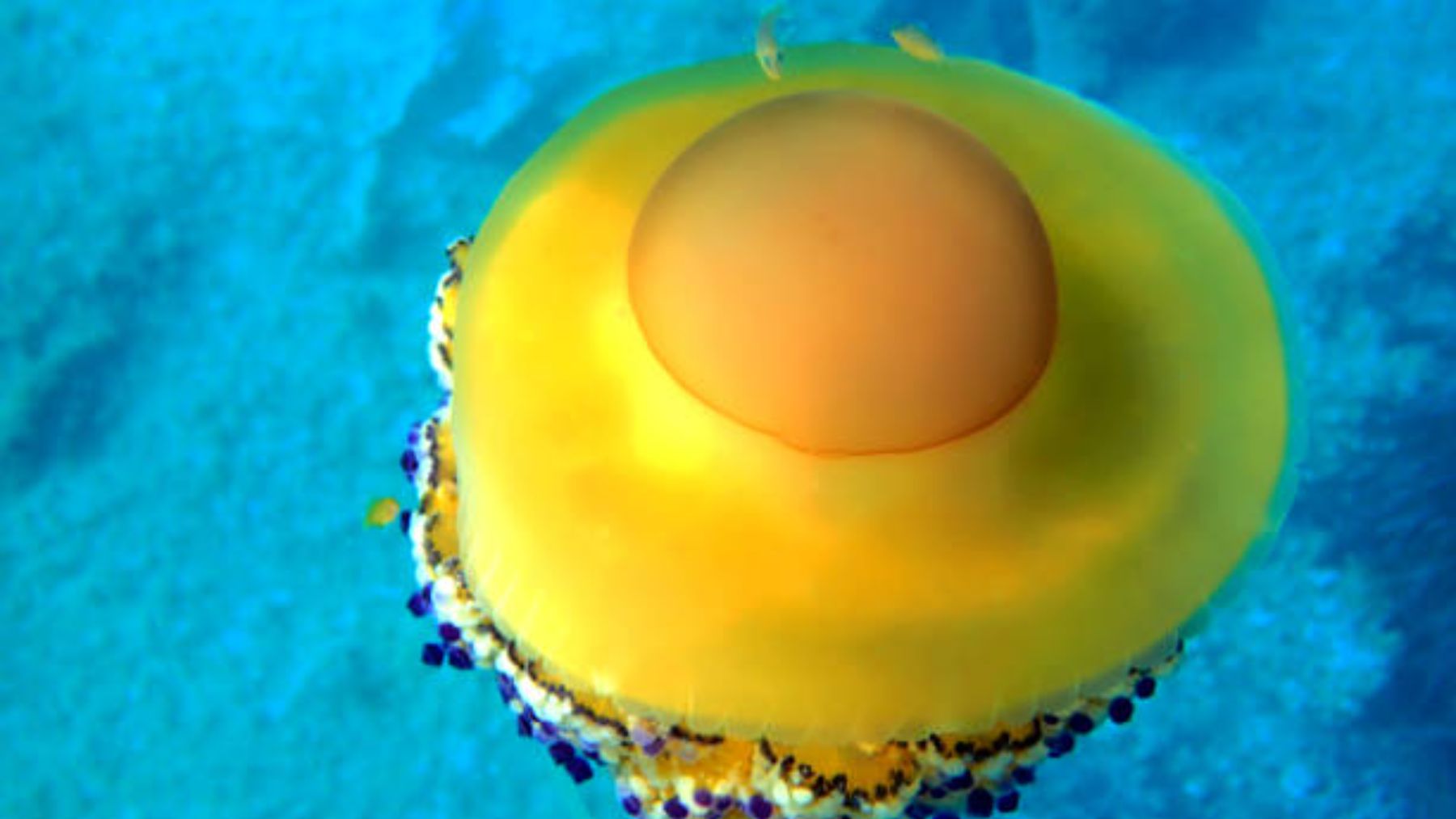 Alerta ante la llegada de medusas ‘huevo frito’ a las costas españolas