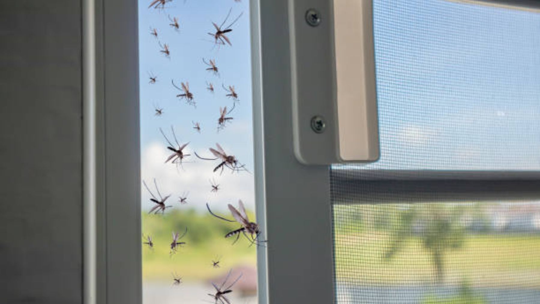 Cómo evitar que los mosquitos entren en casa