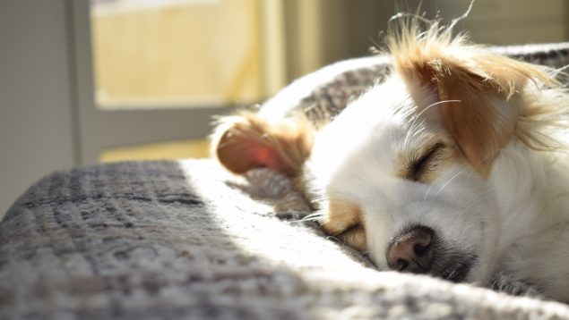 Muere perro autobús