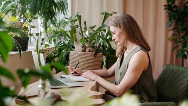 10 plantas de interior de Verdecora para tu salón: será un antes y un después