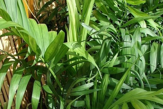 Camadorea, cómo la debes cuidar para dar un toque tropical a tu hogar