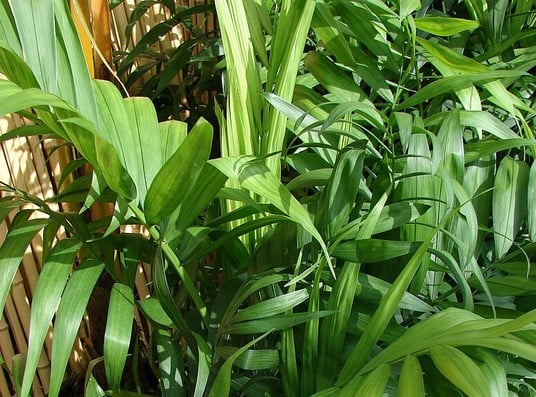 Camadorea, cómo la debes cuidar para dar un toque tropical a tu hogar