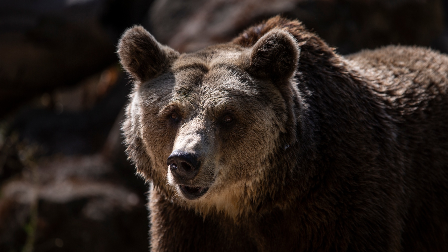 Impactante accidente en Asturias: un hombre choca contra un oso, sale ileso y el animal se sube al capó