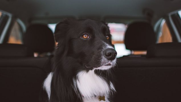 ¿Puedes destrozar la ventana de un coche para salvar a un perro en plena ola de calor?