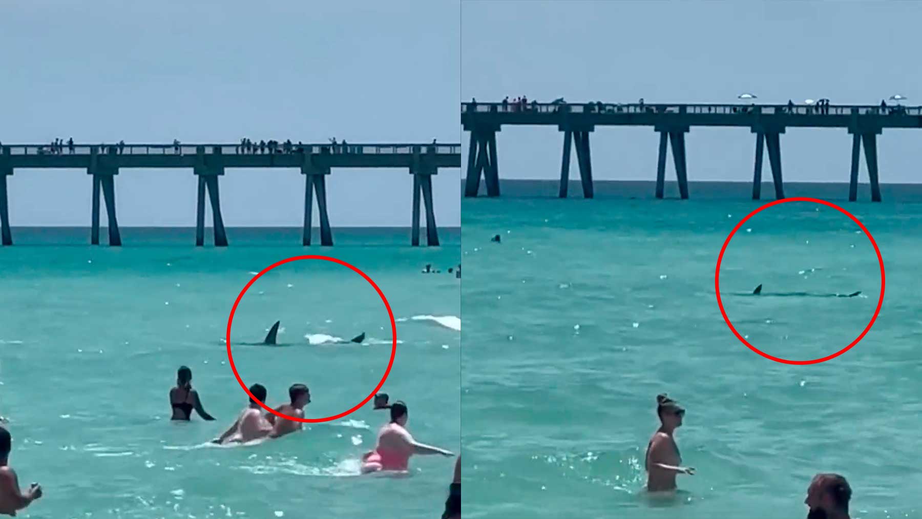 Tiburón en una playa de Florida
