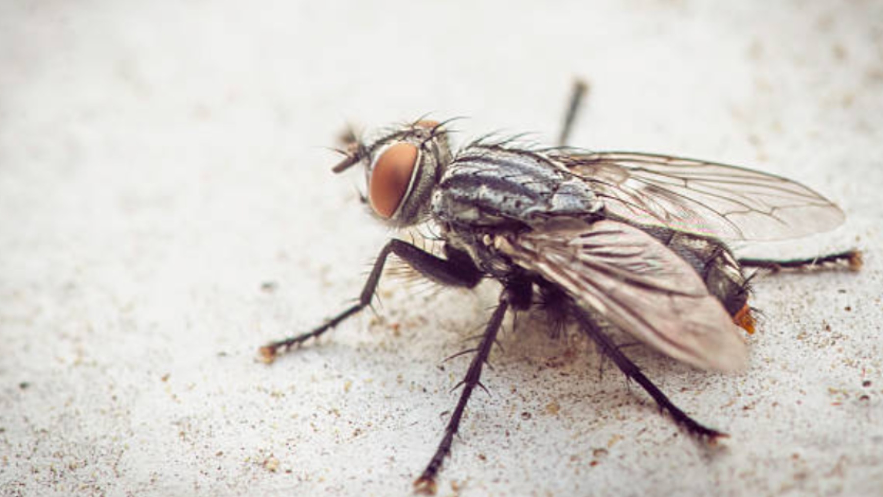 Peligro por la llegada de este insecto a España: su picadura es extremadamente dolorosa