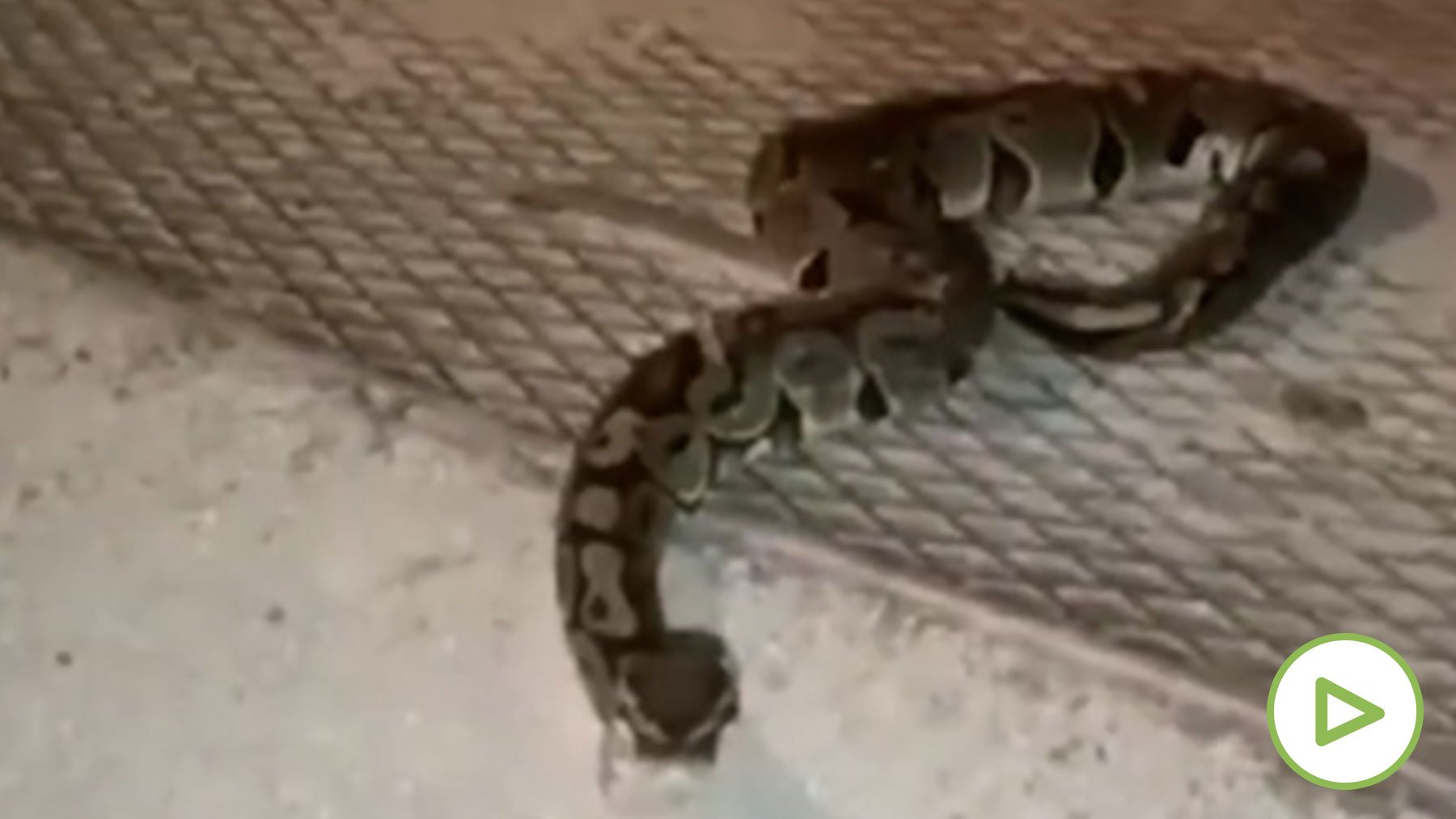 Encontrada una pitón real en el parque de la Granja de Zaragoza