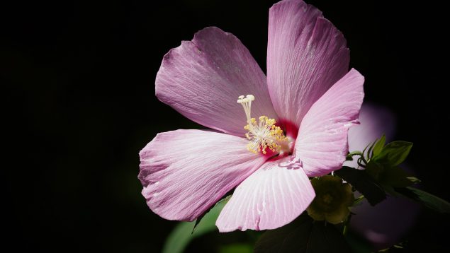 El cuidado del hibisco, una de las plantas que da más luz y vida
