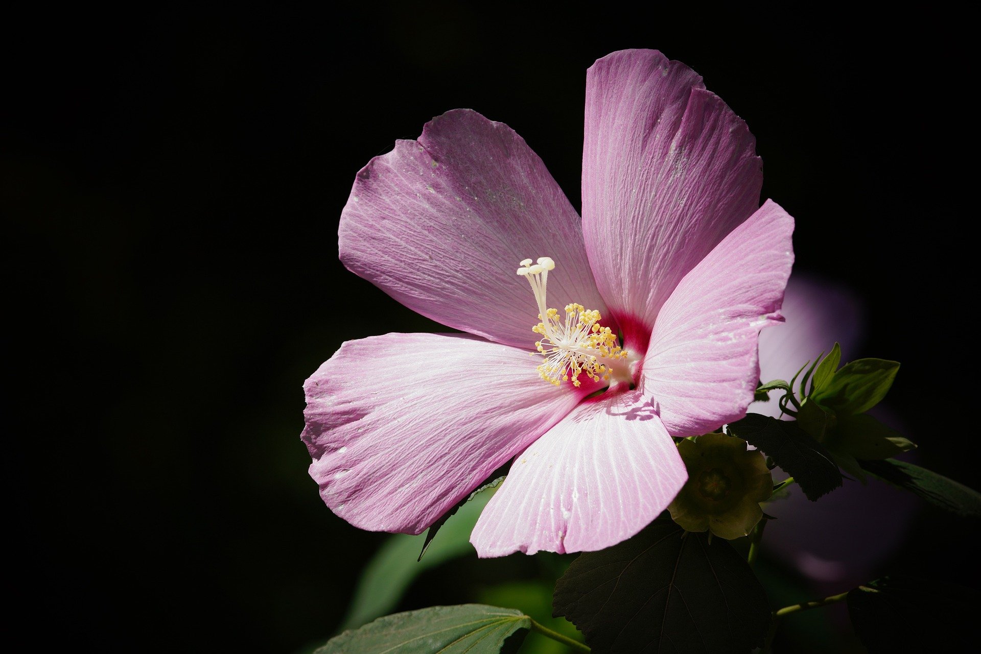 El cuidado del hibisco, una de las plantas que da más luz y vida