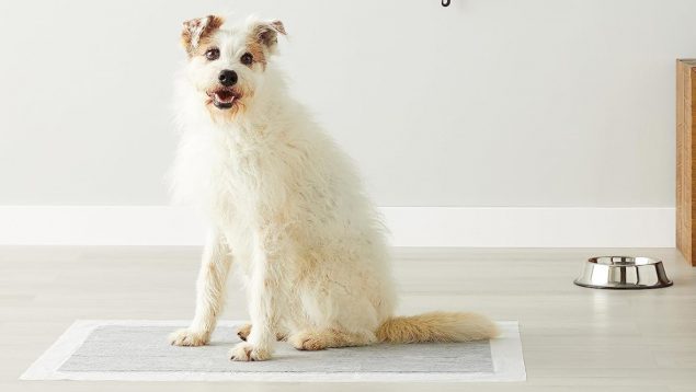 Enseña a tu mascota con este pack de 50 empapadores de adiestramiento para perros rebajado a menos de 28€
