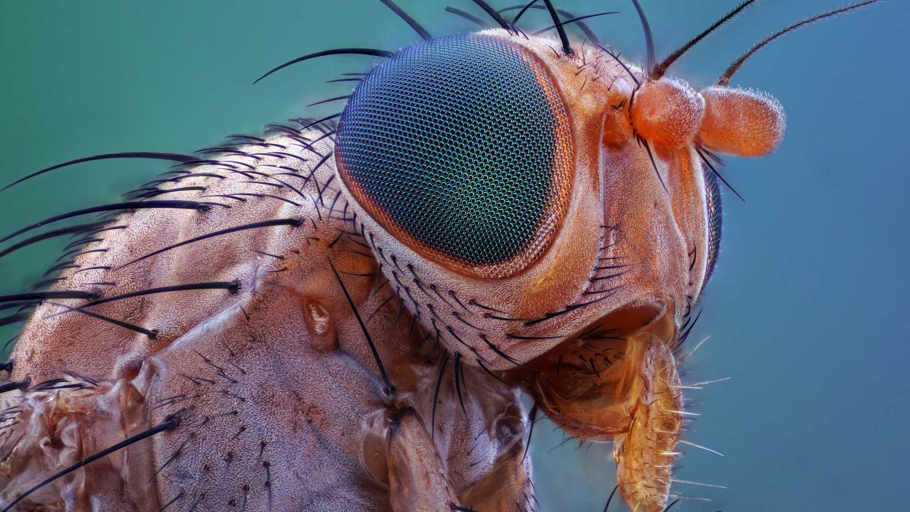 Insectos que pueden sobrevivir en el espacio