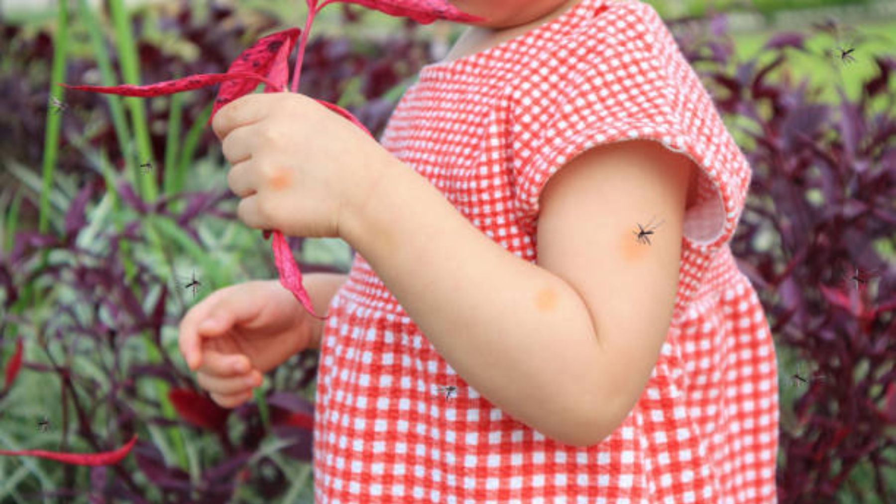 Cómo actuar frente a los mosquitos cuando se trata de niños y bebés